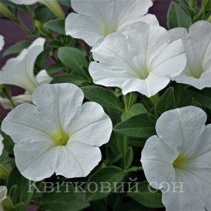 Colour ruch White5_300x3001